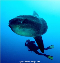 Mola Mola crystal bay Nusa Penida by Ladislav Nogacek 